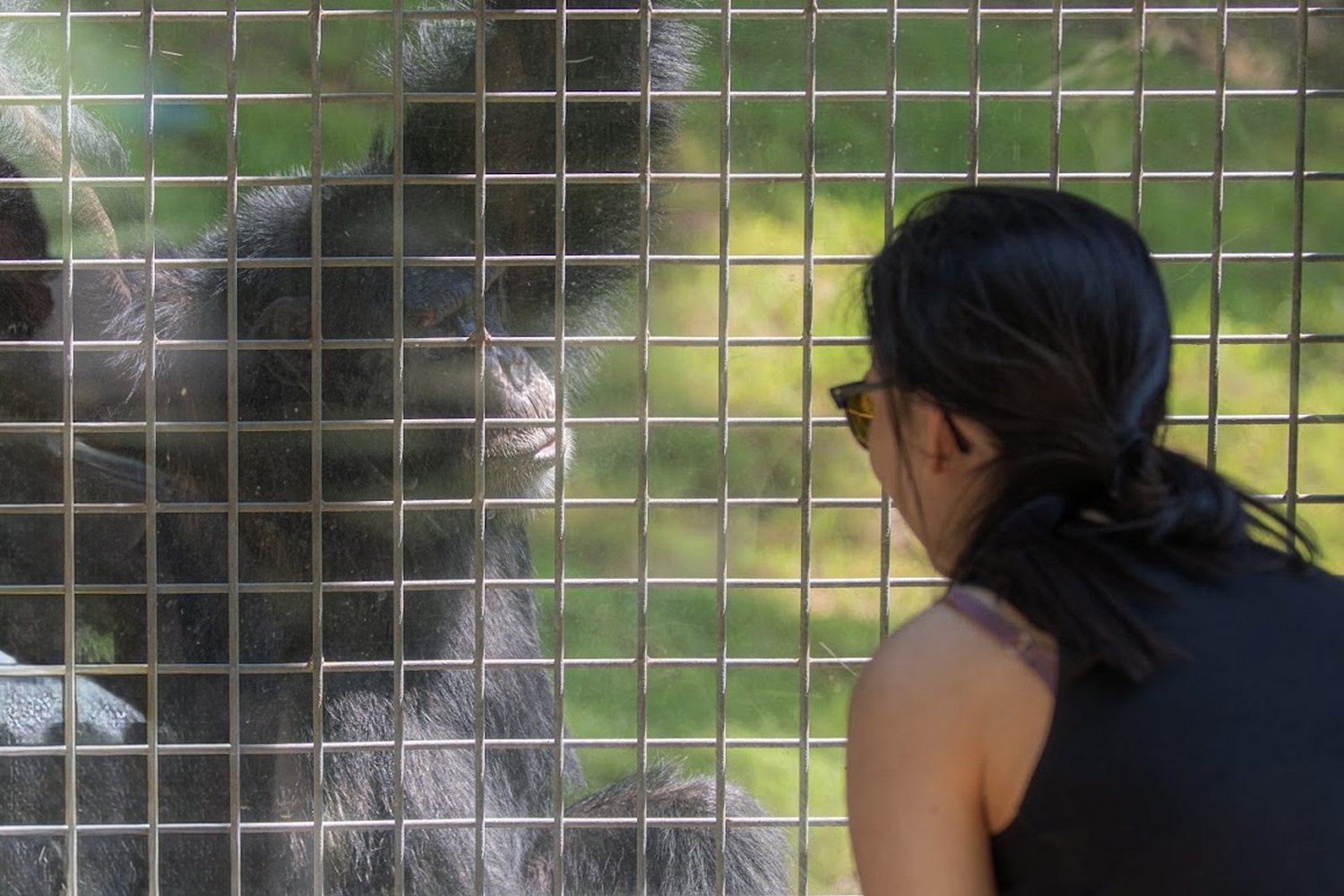Rachel Dragas visiting a chimpanzee at Project Chimps sanctuary, Georgia