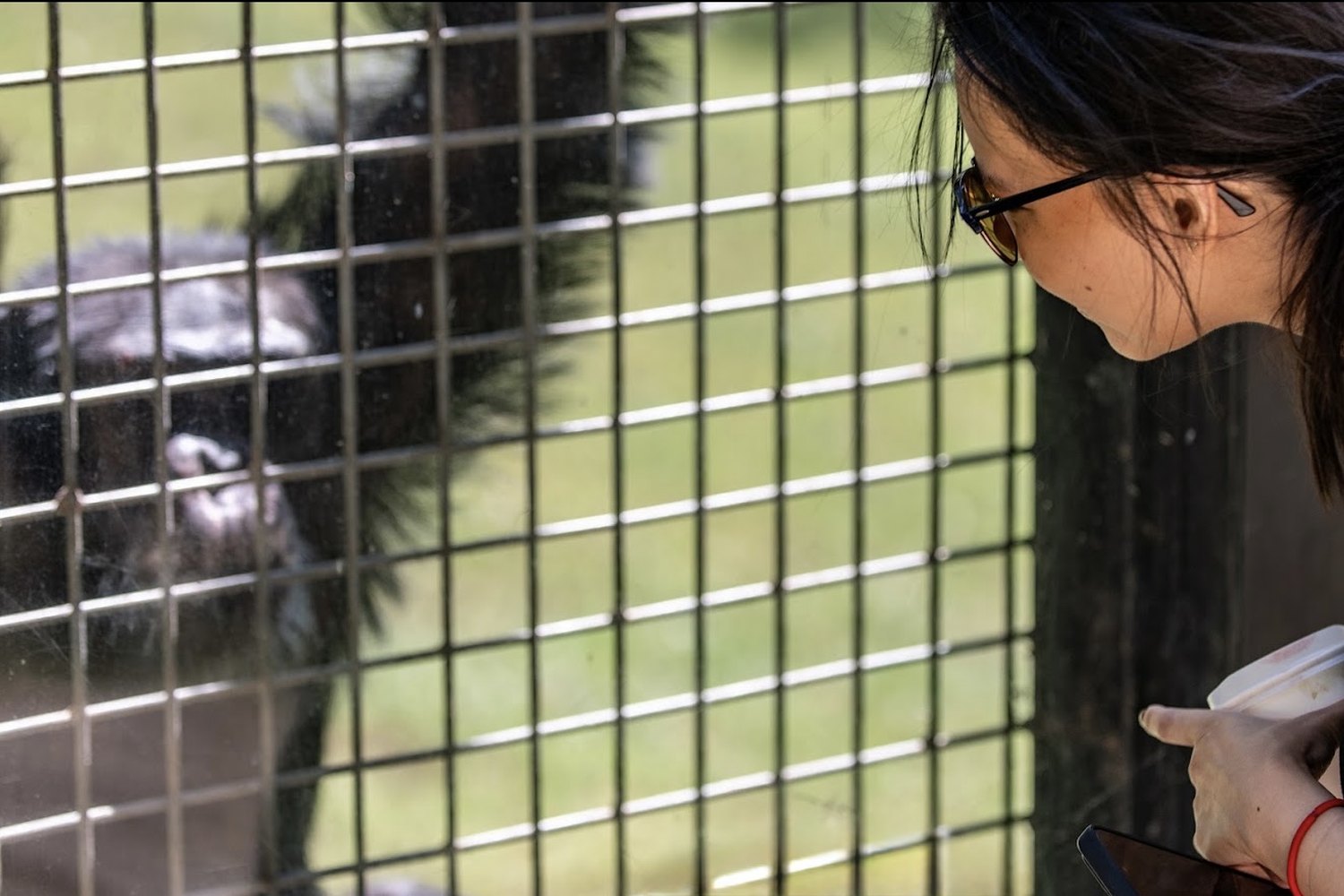 Rachel Dragas at the enclosure fence with a chimpanzee, Project Chimps sanctuary